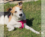 Small #5 Beagle Mix