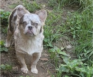 French Bulldog Puppy for sale in INDIANAPOLIS, IN, USA