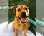 Small #44 Chinese Shar-Pei-Labrador Retriever Mix