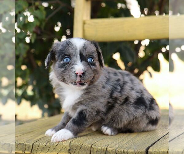 Medium Photo #3 Aussie-Poo Puppy For Sale in ARTHUR, IL, USA