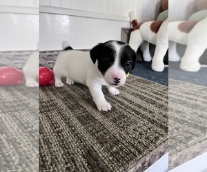 Jack Russell Terrier Puppy for sale in BELLE, MO, USA