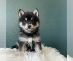 Small Photo #10 Pomsky Puppy For Sale in QUEEN CREEK, AZ, USA
