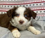 Puppy Teddy Miniature Australian Shepherd