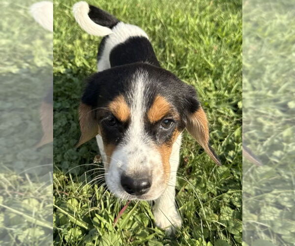 Medium Photo #2 Beagle-Unknown Mix Puppy For Sale in Springdale, PA, USA