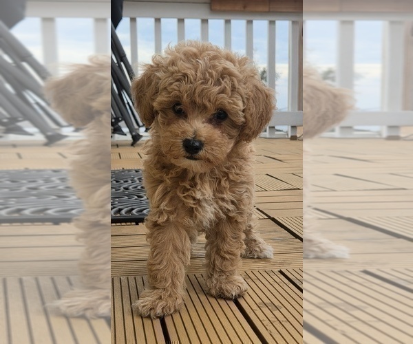 Medium Photo #3 Miniature Labradoodle Puppy For Sale in SAN DIEGO, CA, USA