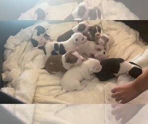 American Pit Bull Terrier Puppy for sale in NORTH STONINGTON, CT, USA