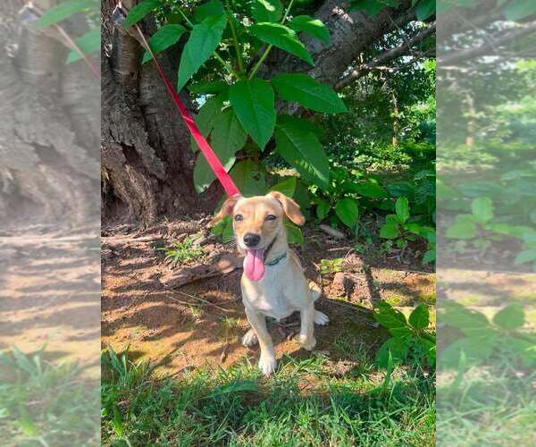 Medium Photo #3 Chiweenie Puppy For Sale in Candler, NC, USA