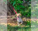 Small #2 Chiweenie