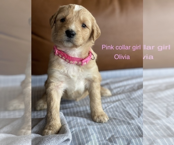 Medium Photo #2 Aussiedoodle Puppy For Sale in BATTLE GROUND, WA, USA