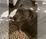 Small #1 Mutt