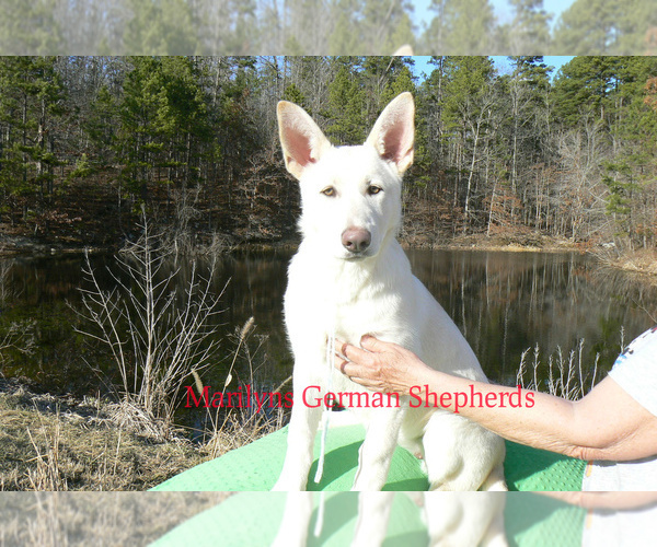 Medium Photo #4 German Shepherd Dog Puppy For Sale in PIEDMONT, MO, USA