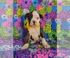 Boxer Puppy for sale in KIRKWOOD, PA, USA