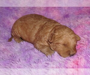 Miniature Labradoodle Puppy for sale in LA HABRA, CA, USA