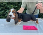 Small #11 Basset Hound