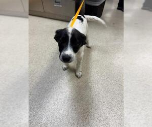Border Collie Dogs for adoption in Riverside, CA, USA