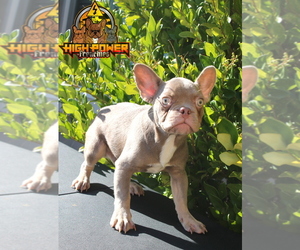 French Bulldog Puppy for sale in SAN FRANCISCO, CA, USA
