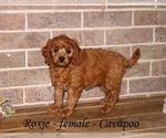 Small #1 Cavapoo