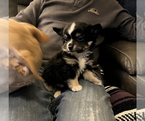 Chihuahua Puppy for sale in AMHERST JUNCTION, WI, USA