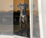 Small #1 Great Dane