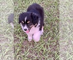 Small Photo #4 Australian Shepherd Puppy For Sale in ANTHONY, FL, USA