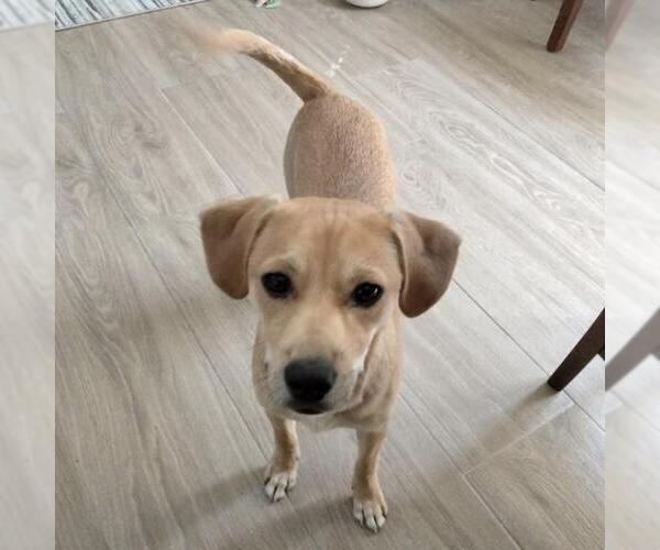 Medium Photo #15 Miniature Pinscher-Unknown Mix Puppy For Sale in San Diego, CA, USA