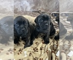 Small Photo #5 Mastiff Puppy For Sale in VENICE, FL, USA