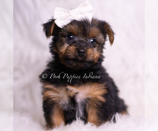 Medium Photo #50 Yorkshire Terrier Puppy For Sale in WARSAW, IN, USA