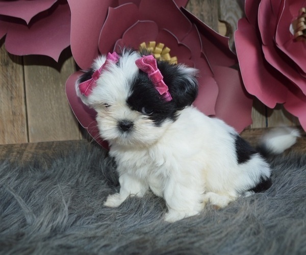 Medium Photo #4 Shih Tzu Puppy For Sale in HONEY BROOK, PA, USA