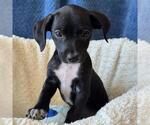 Small #7 Chihuahua-Colonial Cocker Spaniel Mix