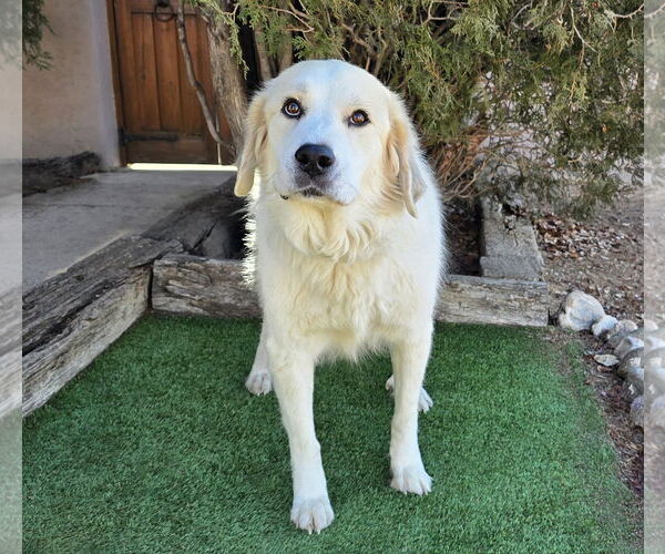 Medium Photo #3 Great Pyrenees Puppy For Sale in Albuquerque, NM, USA