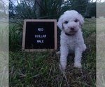 Puppy 3 Poodle (Standard)