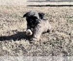 Small #4 Shih Tzu