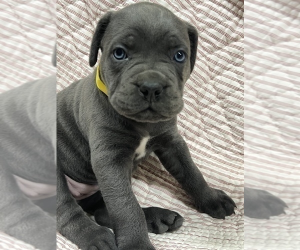 Medium Photo #5 Cane Corso Puppy For Sale in WAGONER, OK, USA