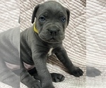 Small Photo #5 Cane Corso Puppy For Sale in WAGONER, OK, USA