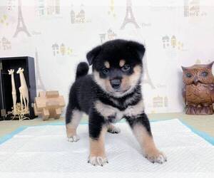 Shiba Inu Puppy for sale in PASADENA, CA, USA