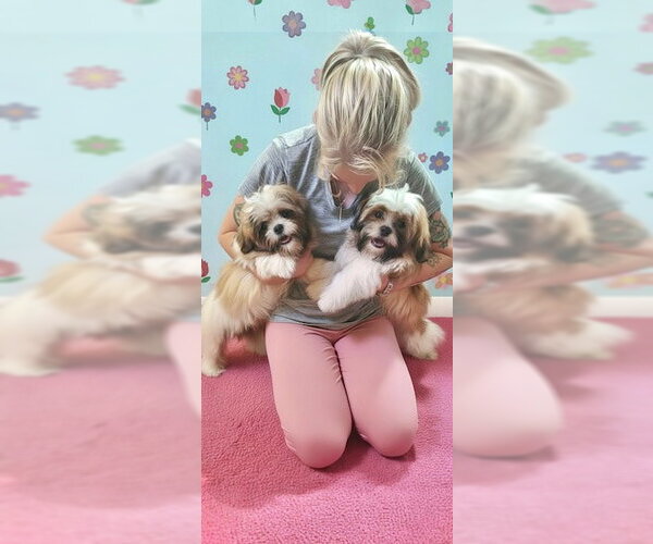 Medium Photo #1 Shih Tzu Puppy For Sale in Weston, FL, USA