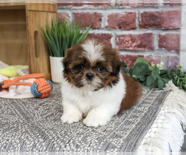 Medium Photo #4 Shih Tzu Puppy For Sale in SYRACUSE, IN, USA