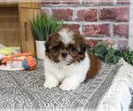 Small #3 Shih Tzu