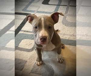 American Bully Puppy for Sale in SALEM, Illinois USA