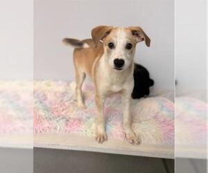 Border Collie-Unknown Mix Dogs for adoption in San Martin, CA, USA