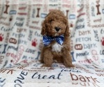 Small #8 Cockapoo (Miniature)