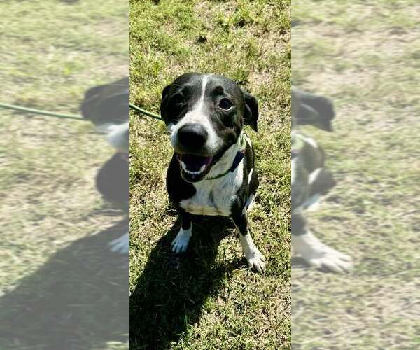 Medium Photo #4 Mutt Puppy For Sale in Abbeville, LA, USA