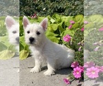 Small #3 West Highland White Terrier