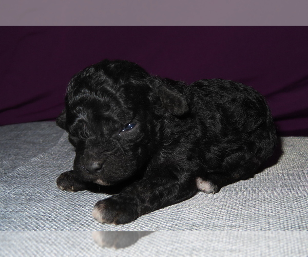 Medium Photo #9 Poodle (Miniature) Puppy For Sale in MEMPHIS, MO, USA