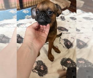 Brussels Griffon Puppy for sale in BLOOMINGTON, IL, USA