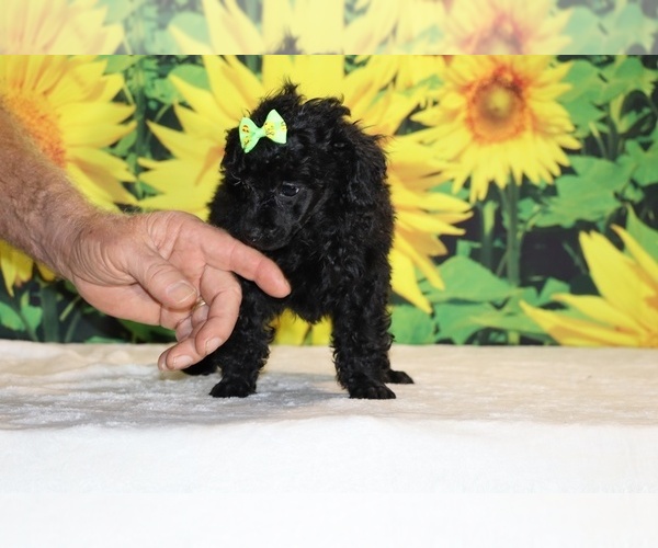 Medium Photo #11 Poodle (Toy) Puppy For Sale in DYERSBURG, TN, USA