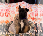 Small #4 German Shepherd Dog