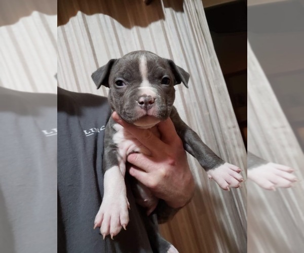 Medium Photo #1 American Pit Bull Terrier Puppy For Sale in HILLSBORO, OH, USA