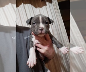 American Pit Bull Terrier Puppy for sale in HILLSBORO, OH, USA