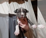 Small Photo #1 American Pit Bull Terrier Puppy For Sale in HILLSBORO, OH, USA